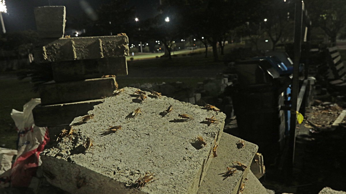 Hecho. Este es el panorama que se observa en el Parque Samanes, norte de Guayaquil.