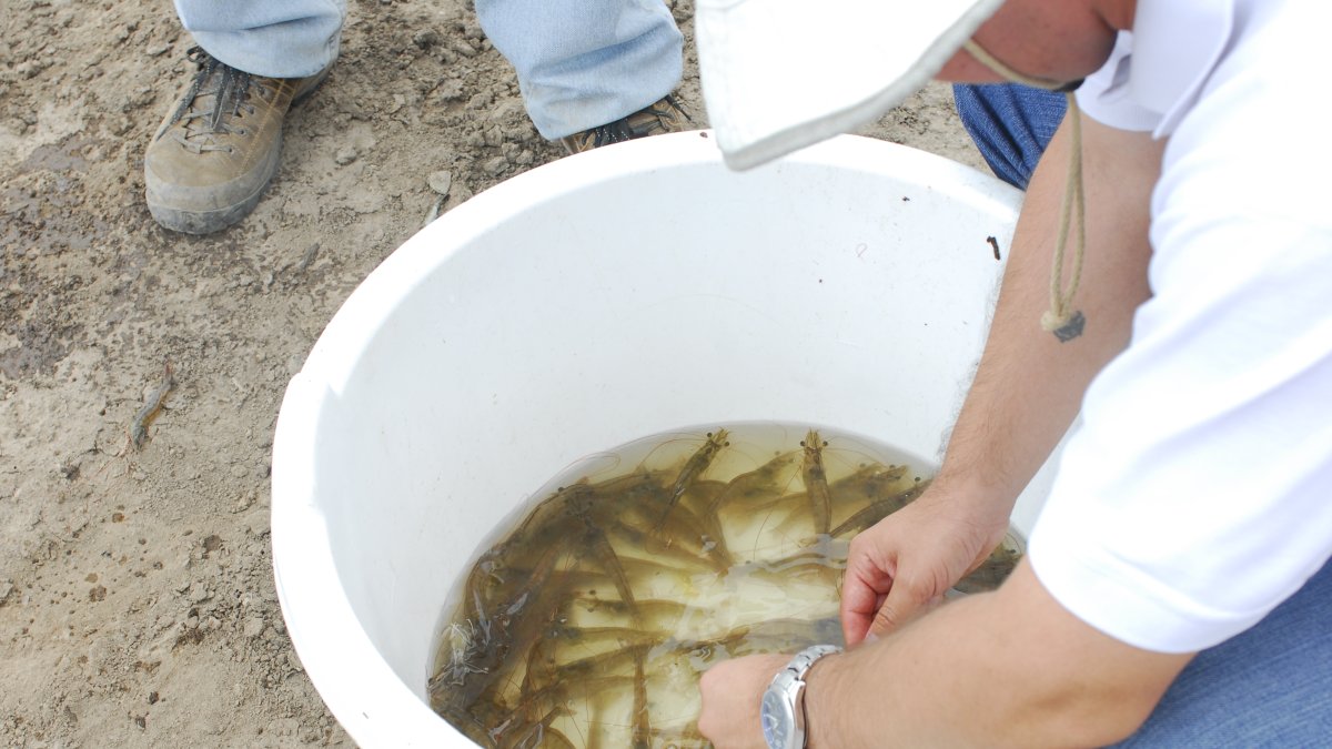 El camarón es un gran receptor de inversiones.