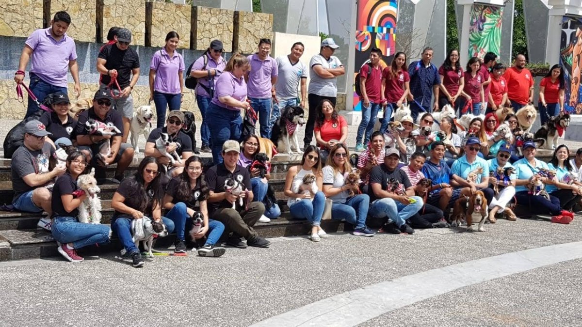 El proyecto Interclubes caninos tiene como uno de sus objetivos recolectar comida y ayudar a encontrar a las mascotas perdidas.
