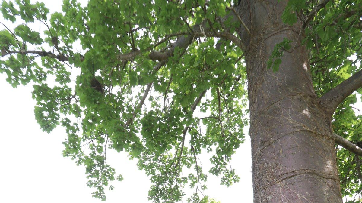 Cada árbol de esta especie puede crecer hasta por 500 años. Deben sembrarse cada 15 metros.