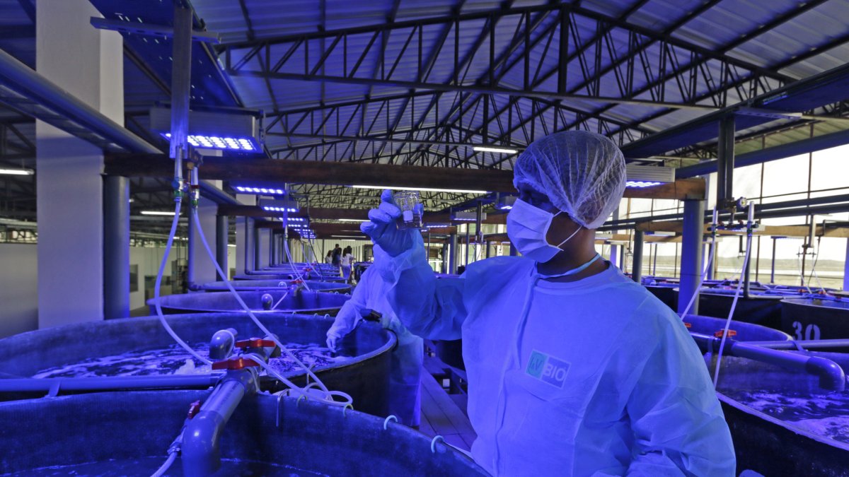 Se trata del primer laboratorio de producción de artemias de la región y el cuarto en el mundo.