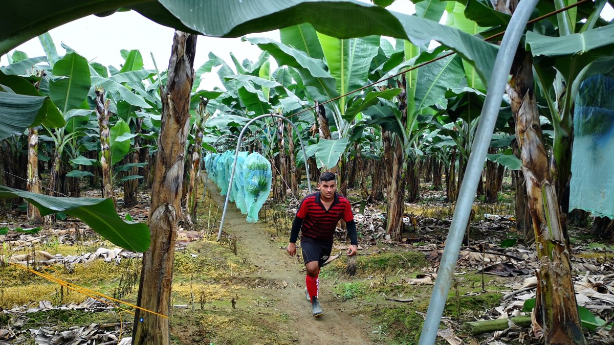 El banano es el segundo producto de exportación del Ecuador, lo superó el camarón.
