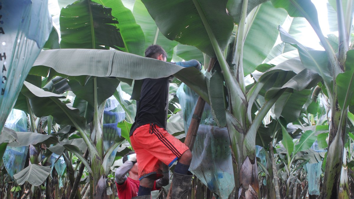 En Valencia, provincia de Los Ríos, hay una alta productividad.