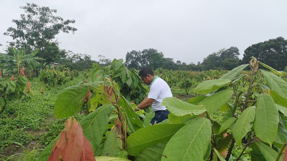 La podas son clave para lograr productividad.
