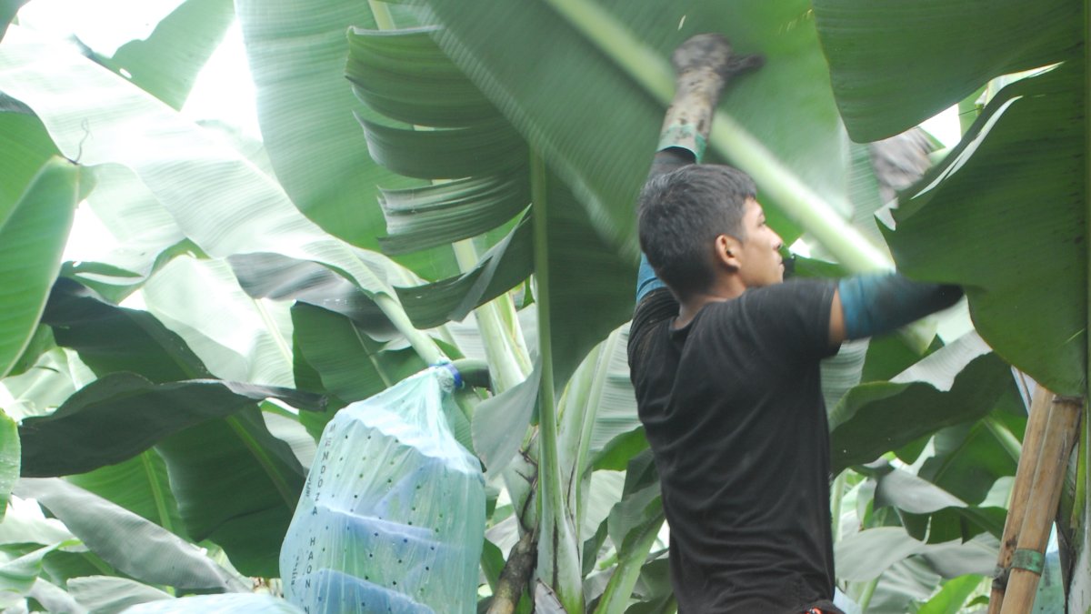 Banano: 6,30 por cada caja de 43 libras, pero se paga hasta $ 10,3 fuera de contrato.