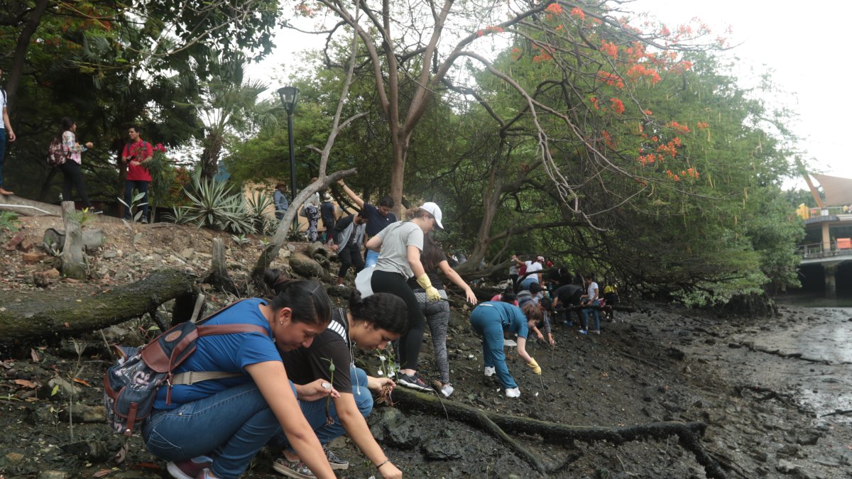 Estudiantes de diferentes universidades plantaron mangles en las riveras del estero Salado.