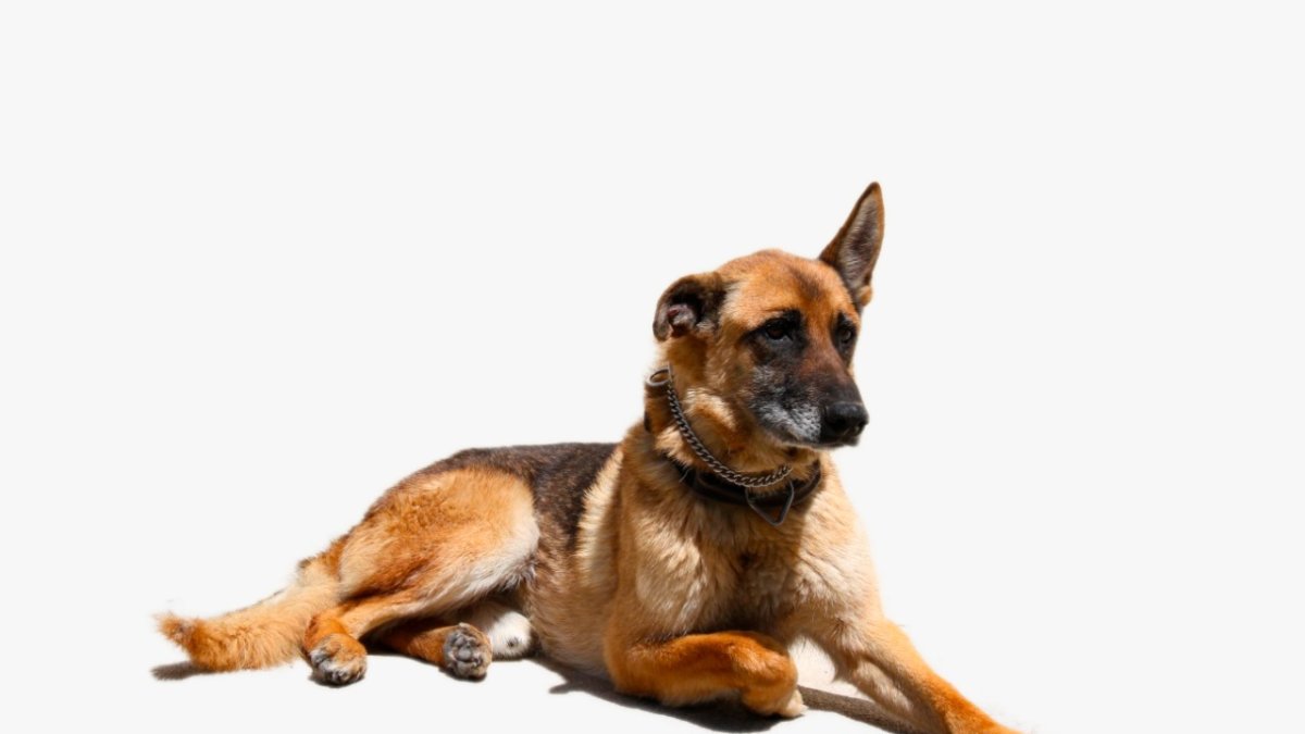 Proceso. Los canes colaboraron a la institución durante ocho años.