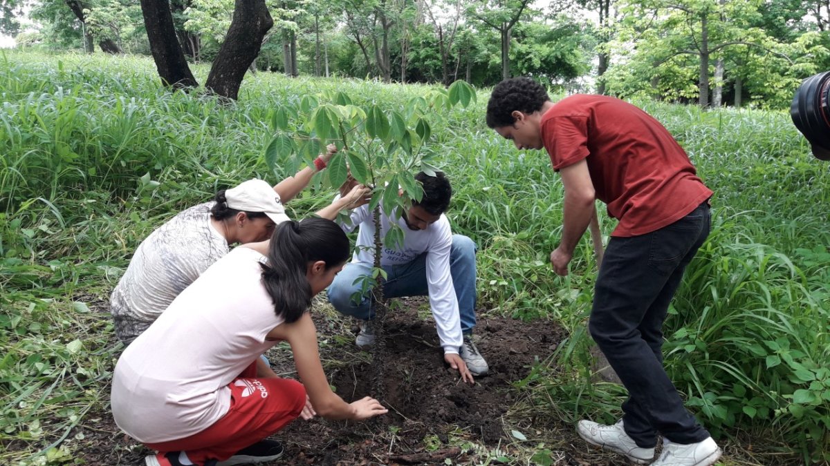 Los habitantes de Samanes 1 hacen orificios para realizar la siembra de árboles