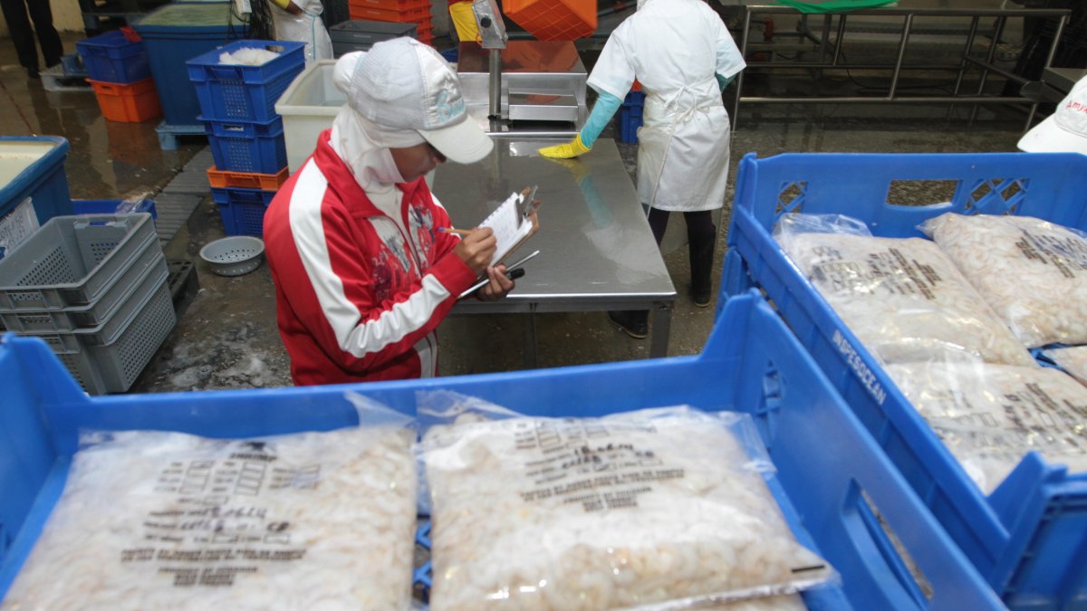 El camarón se cultiva en Guayas, Manabí, Esperaldas, Santa Elena.