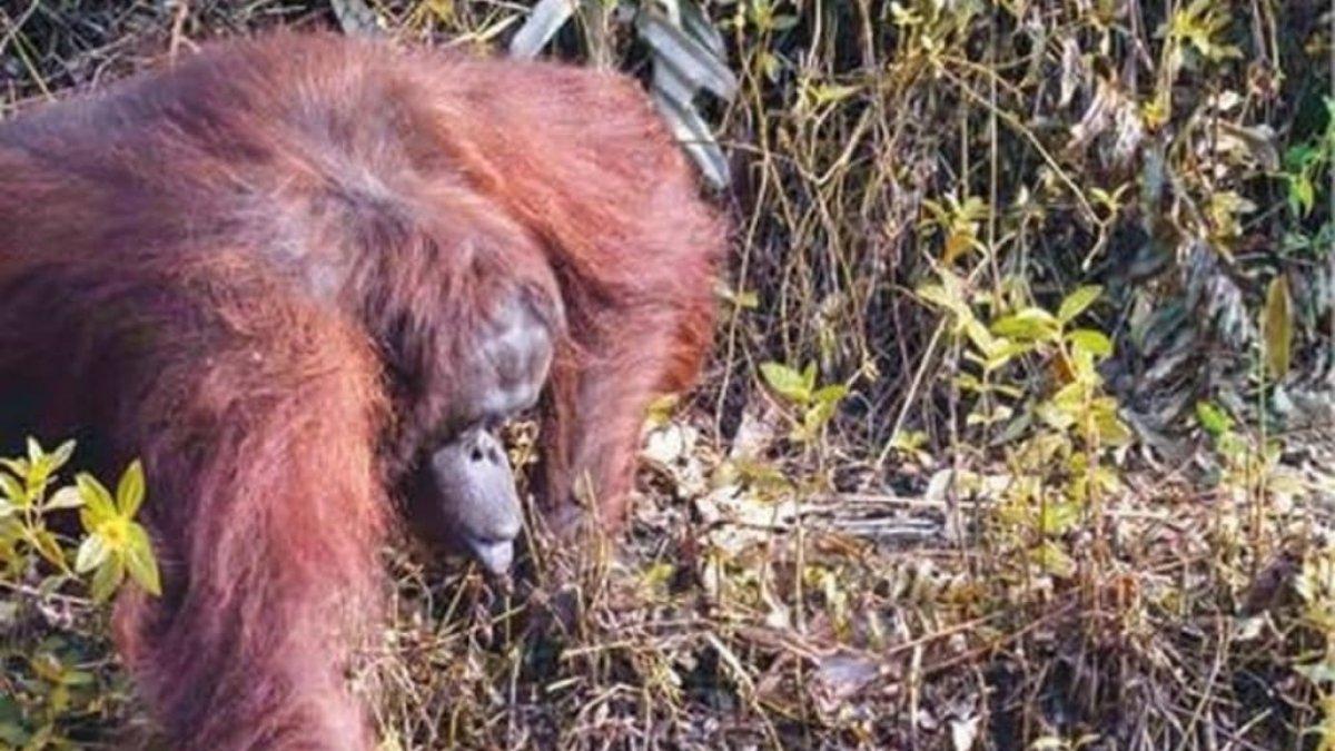 Isla de Borneo. No está claro si el simio está ofreciendo ayuda o pidiendo alimento.