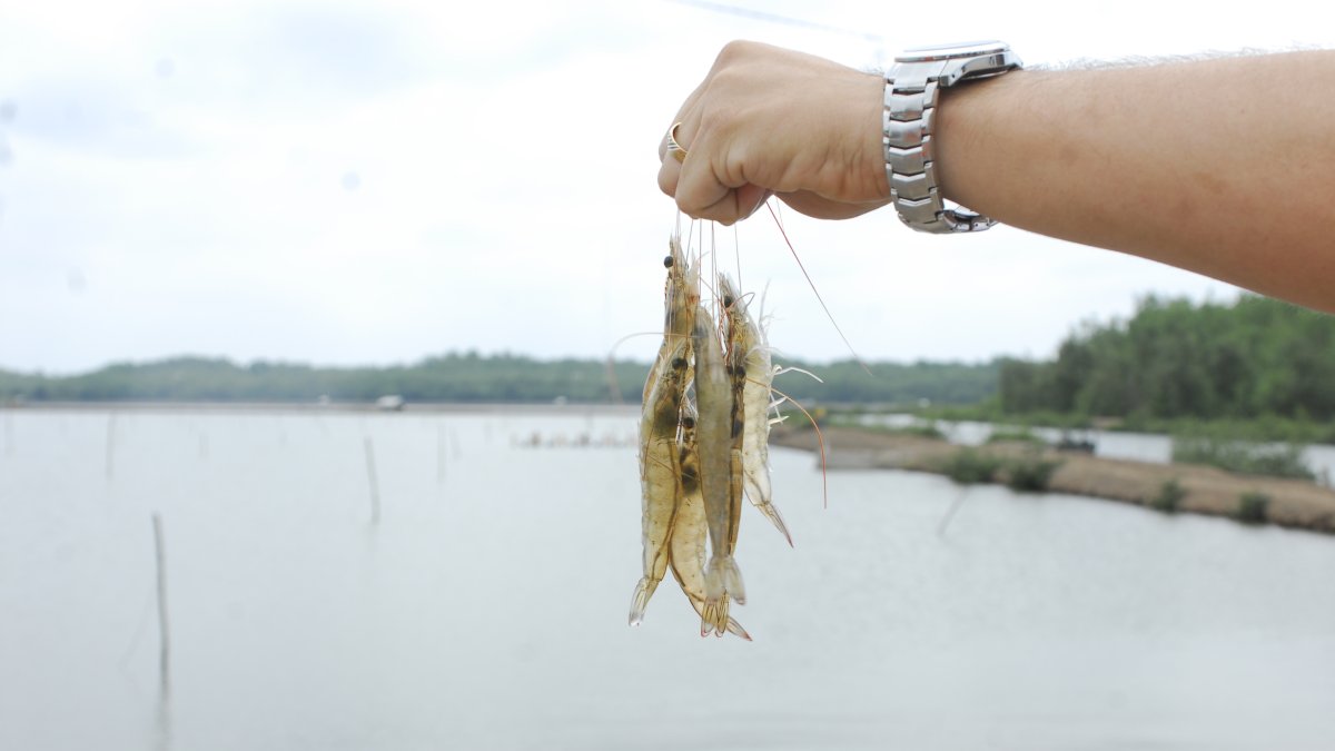 El camarón de Ecuador es considerado el mejor del mundo.