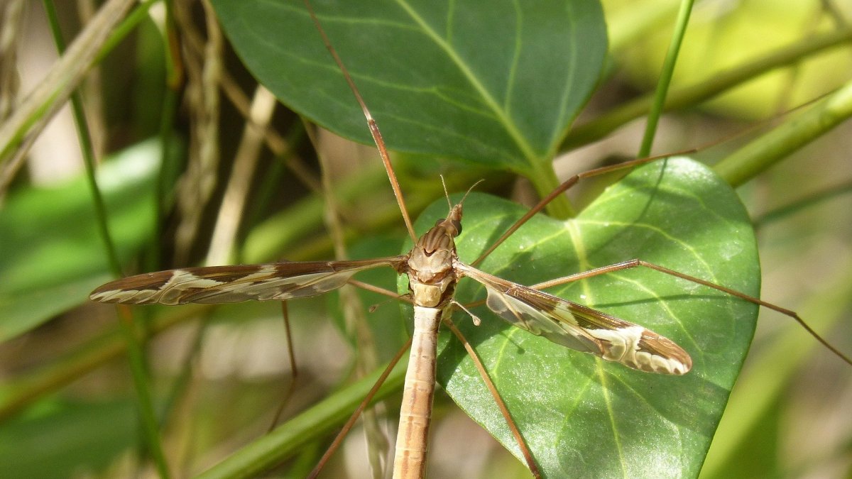 Se lo conoce como mosquito o zancudo