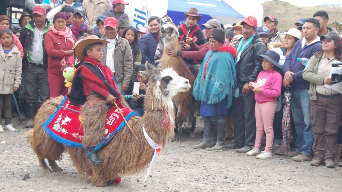 Los pequeños aprendieron a domesticar a las llamas desde que el animal tiene seis meses de edad.