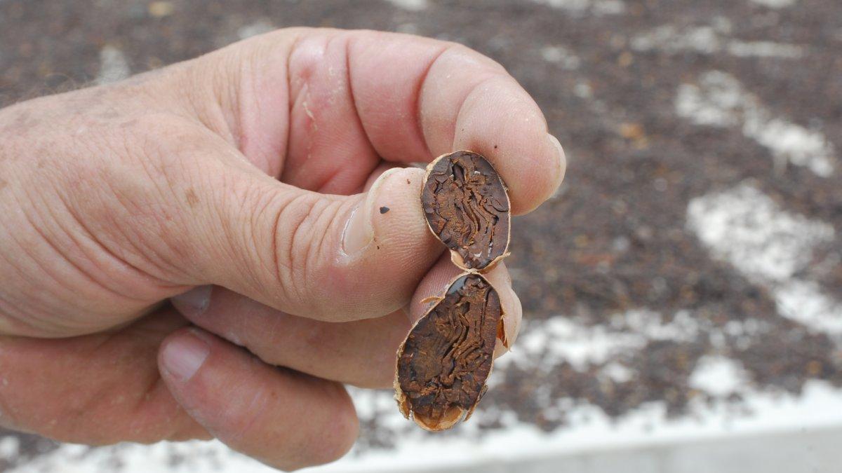 El precio no para de subir.