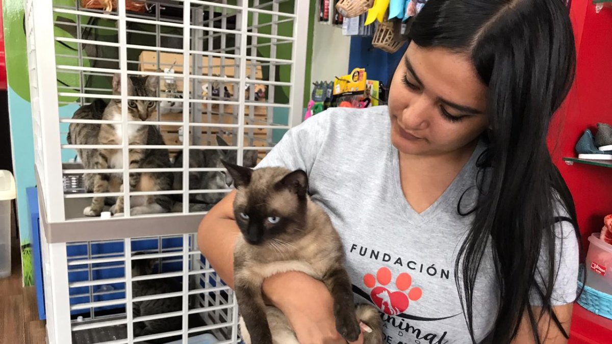 Hay cinco gatos adultos esperando por ser adoptados.