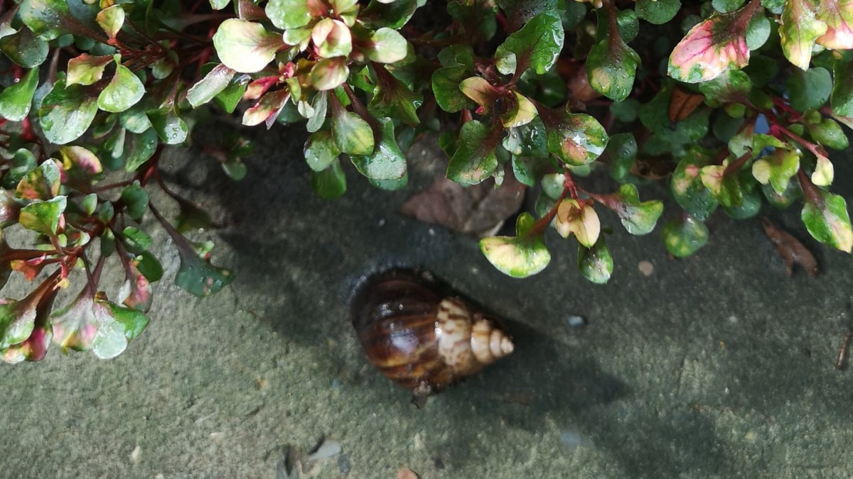 Los animales se comen las plantas de tallo y hojas más endebles.