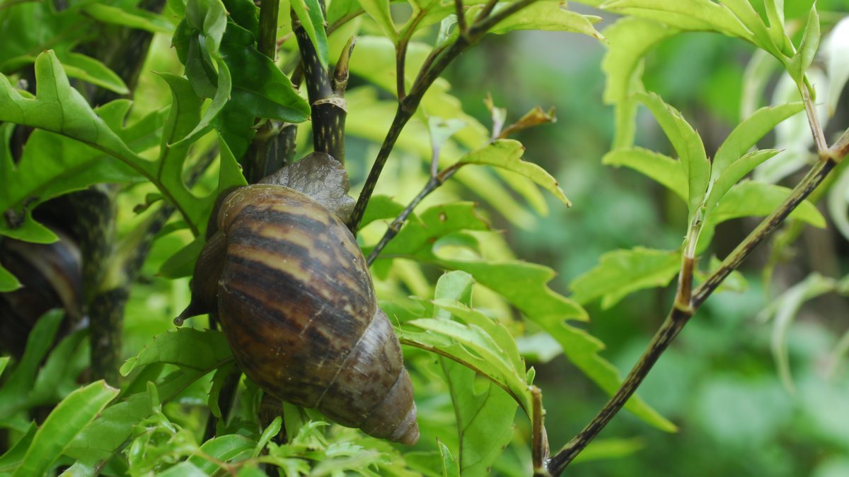 El caracol africano ataca a todas las plantas.