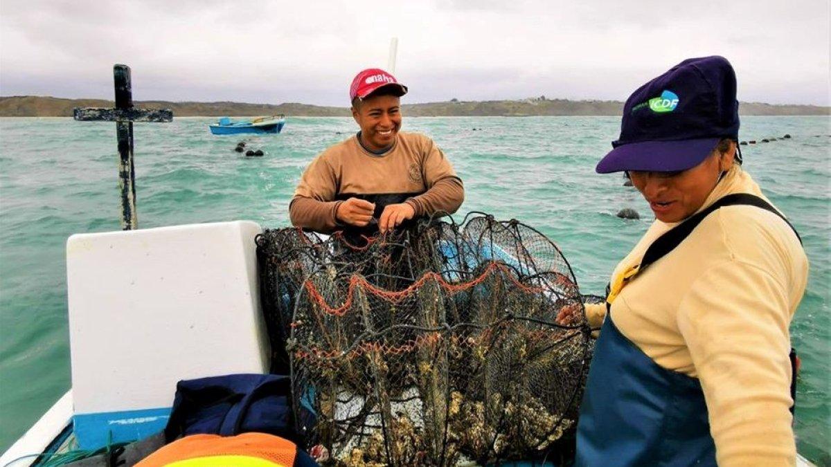 Las ostras se cultivan en jaulas con malls en Santa Elena