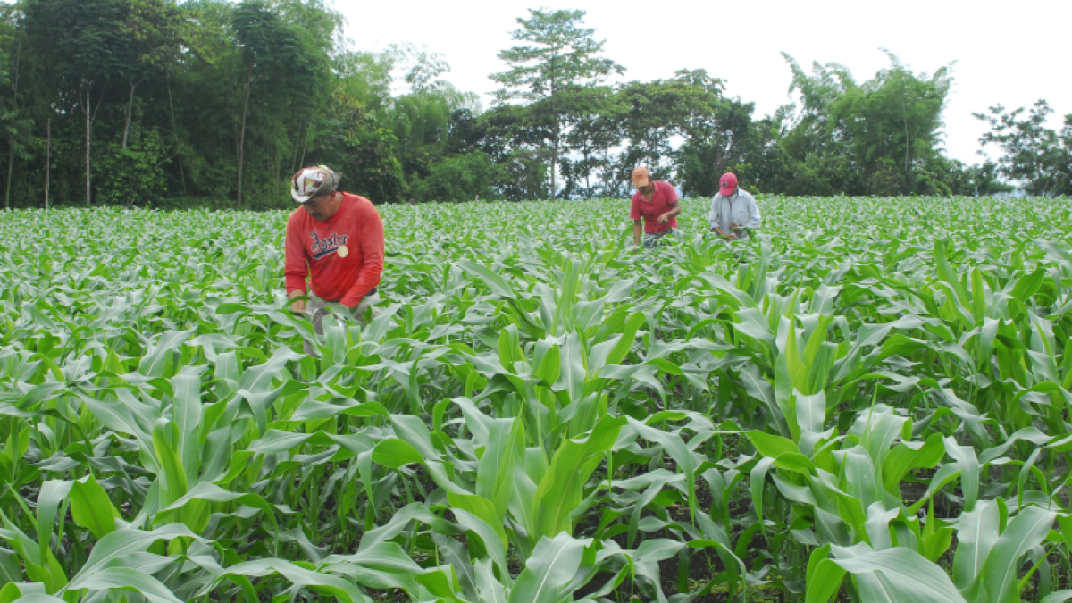 Oferta. Semillas, maquinarias, herramientas, fertilizantes, sistemas de riego, repuestos, entre otros, se ofertan en el sitio.
