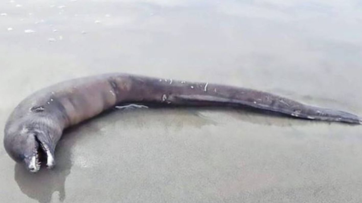 Las imágenes se viralizaron por redes sociales tras el descubrimiento.