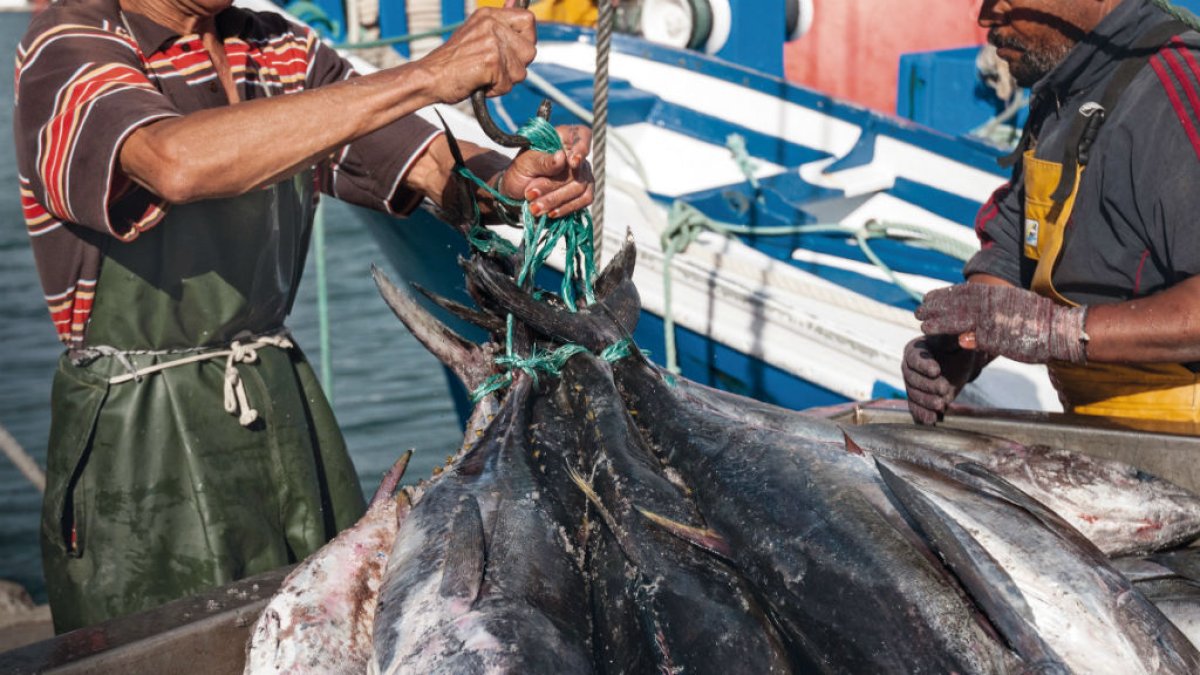 Oferta. Las ventas de atún sumaron $1.108 millones, un 5 % menos.