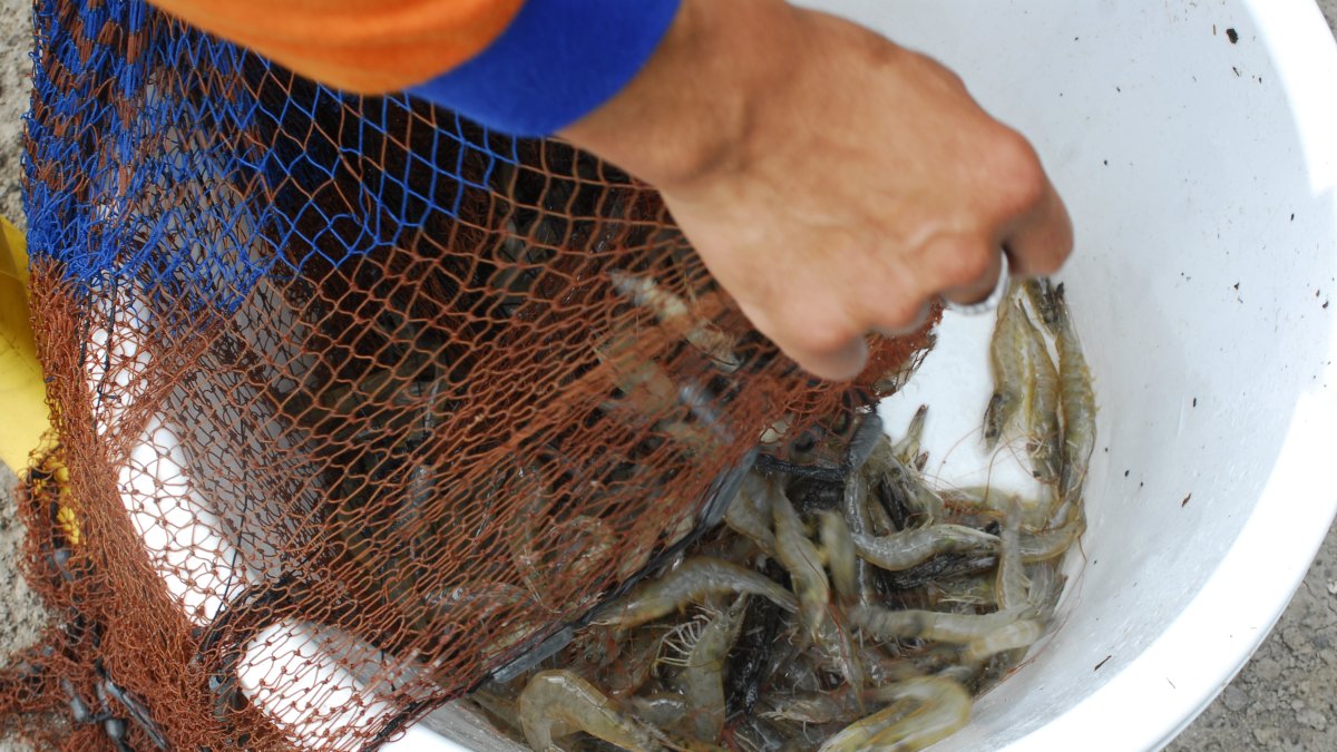 Ecuador es uno de los principales productores mundiales de camarón.