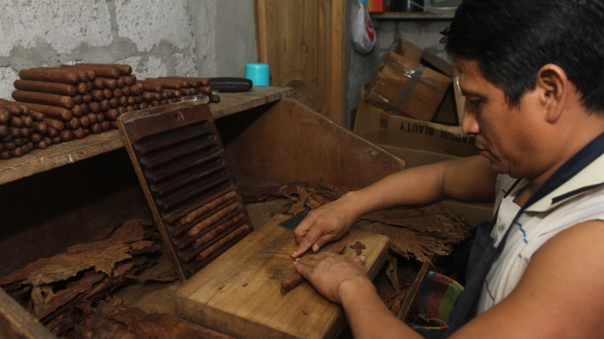Torceduras. Elaborar los puros es un arte en las manos de Carlos Quinde, quien es un torcedor de hojas.