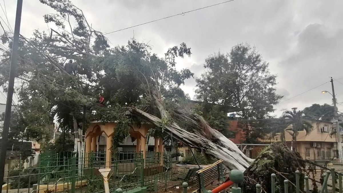 Hecho. CNEL desconectó el servicio de electricidad en la Martha de Roldós hasta que el árbol sea retirado.