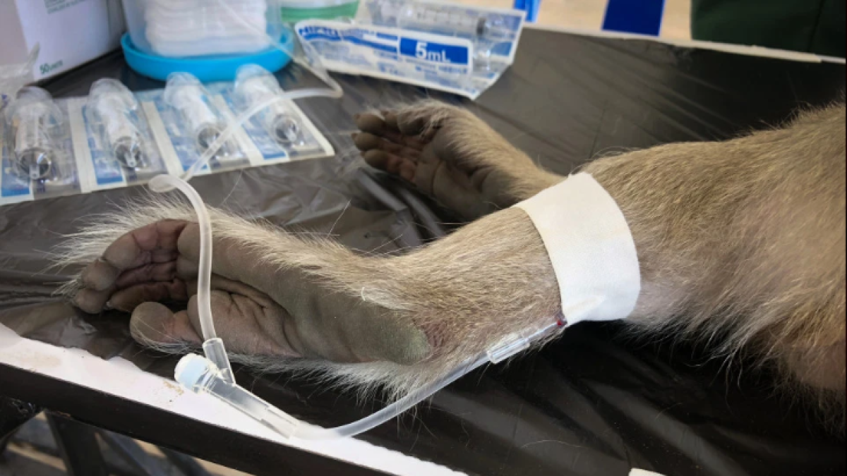 The Sun publicó un video en donde se observa a los primates sometidos a los experimentos.