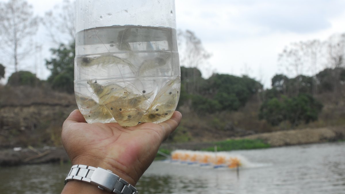 El camarón sería una de los más afectados por la crisis china.