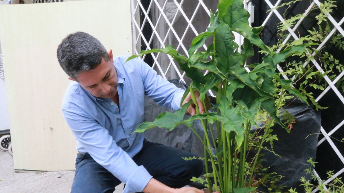 La Xanthosoma guayaquilense. Tras encontrarla cerca del botadero de Las Iguanas, Xavier Cornejo la sembró en su hogar para analizarla.
