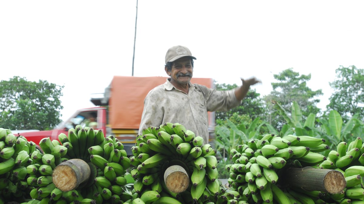 Los productores de plátano son muchos y pequeños.