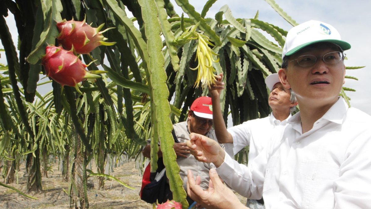 En la vía a la costa de produce en grandes extensiones.