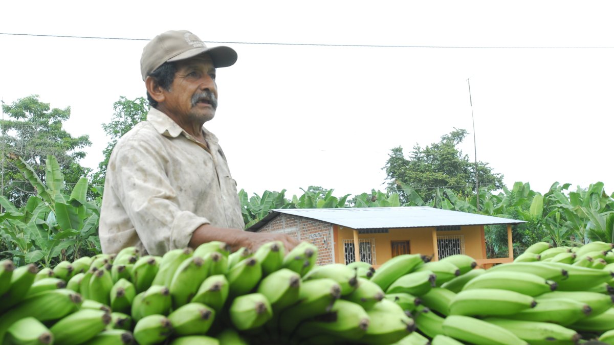 El plátano dominico es uno de los más apetecidos por los restaurantes y cafeterías.