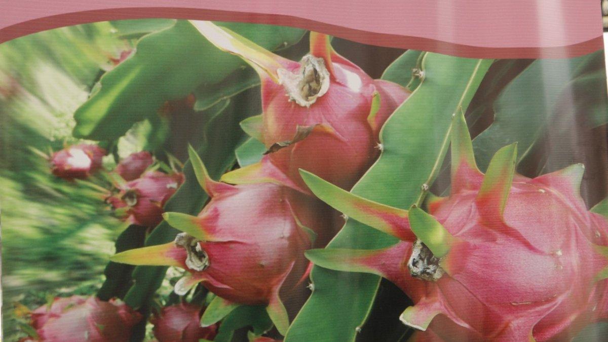 La fruta se produce en varias zonas.