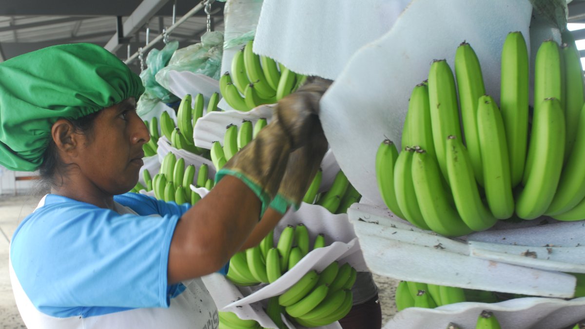 La calidad de la fruta es mejor que la de otros países.