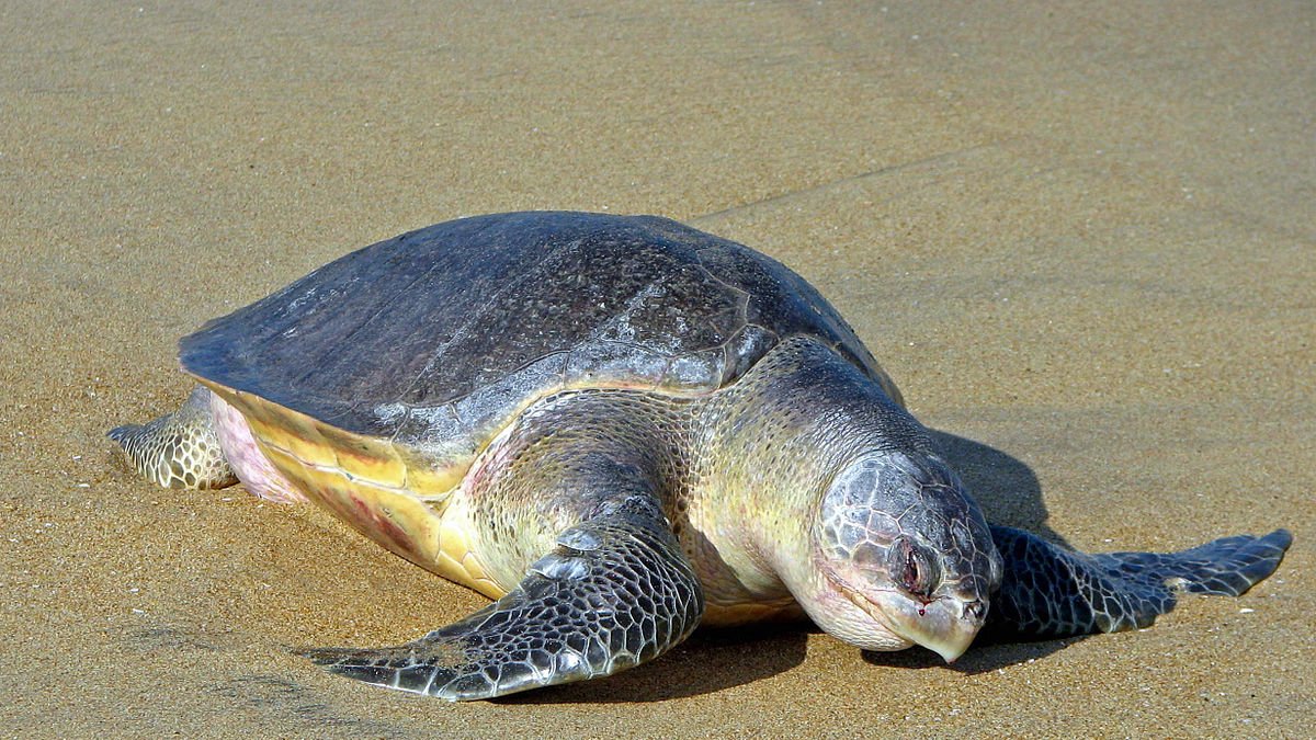 Referencial. La tortuga de especie Golfina Lepidochelis Olivaceas se encuentra en peligro de extinción.