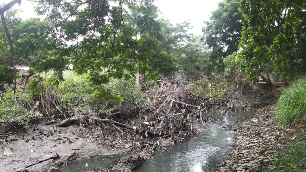 Aspecto. Decenas de desechos sólidos se enredan con el manglar.