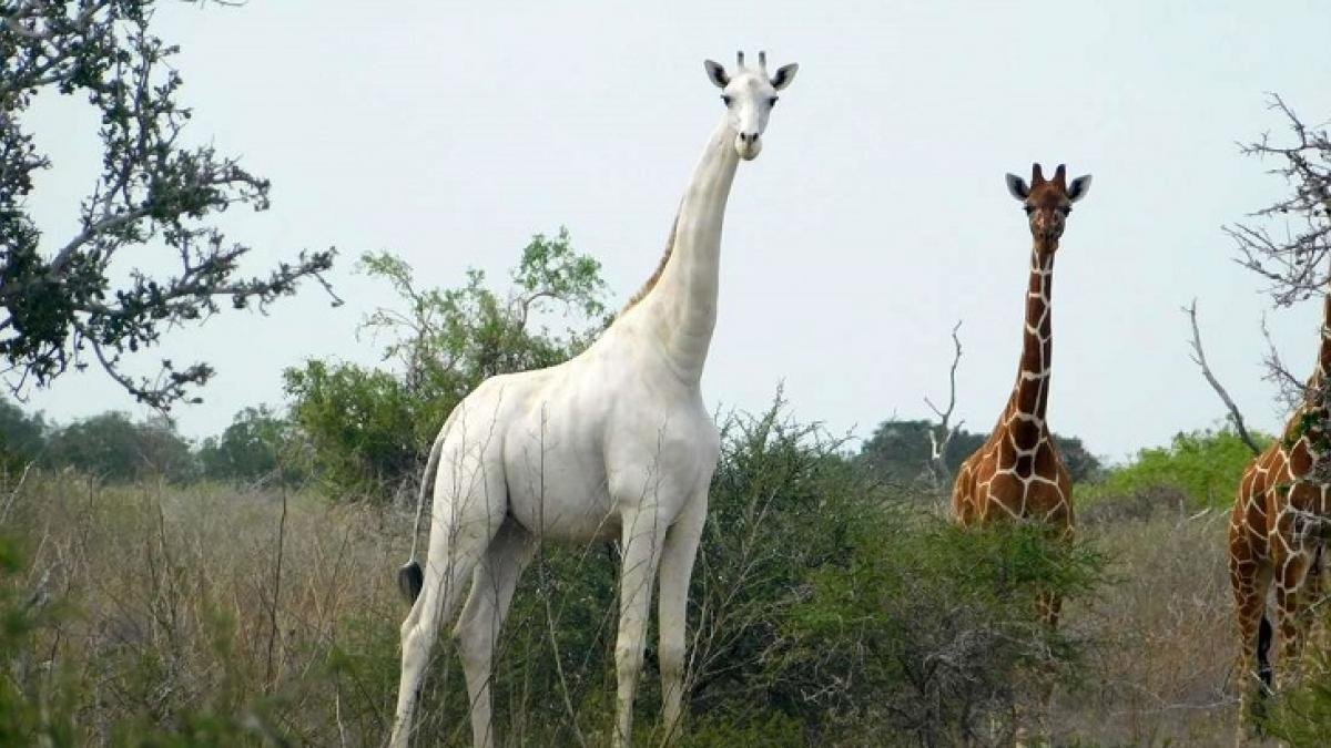 En 2017, la jirafa blanca causó sensación a nivel mundial por su particular pigmentación  