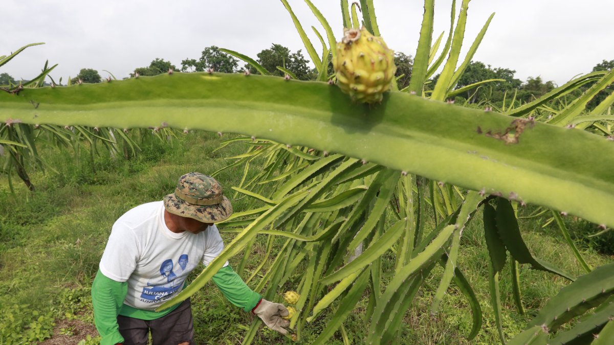 El producto sale de varias provincias del Ecuador.