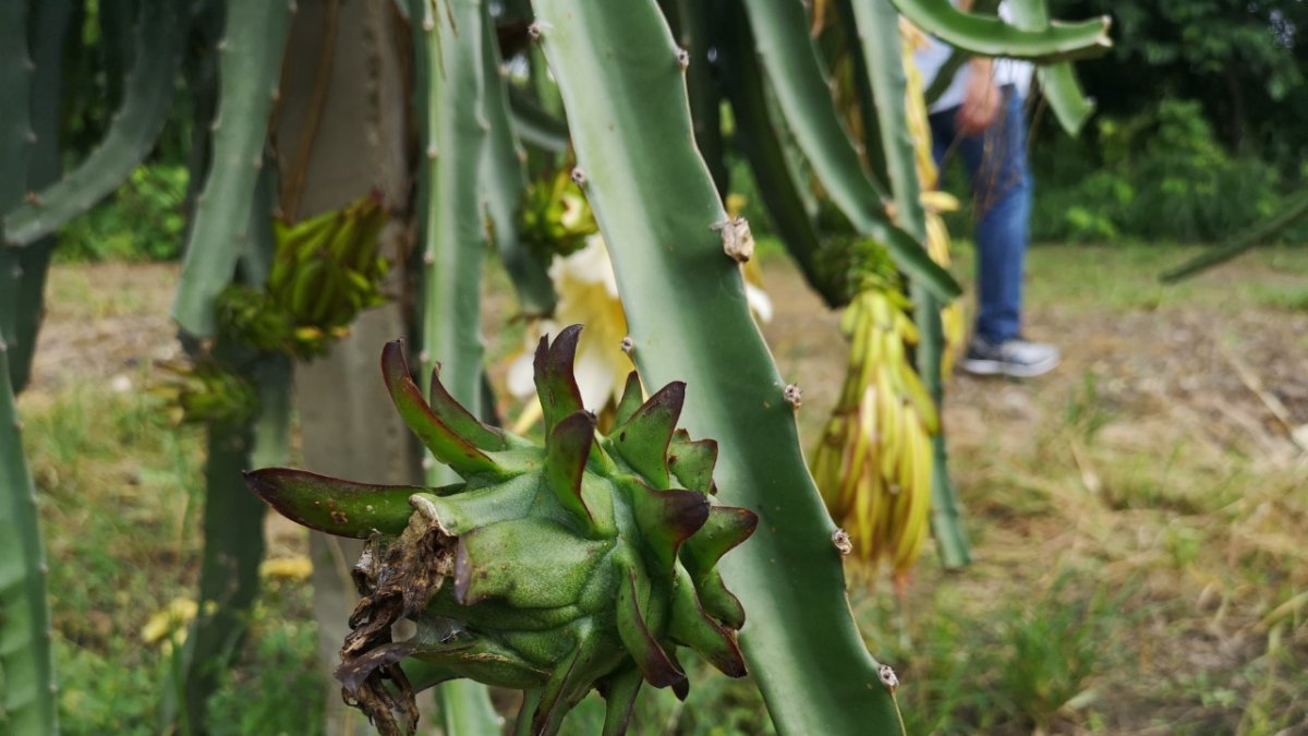 La variedad se suma a la amarilla de Palora (oriente) y a la roja.