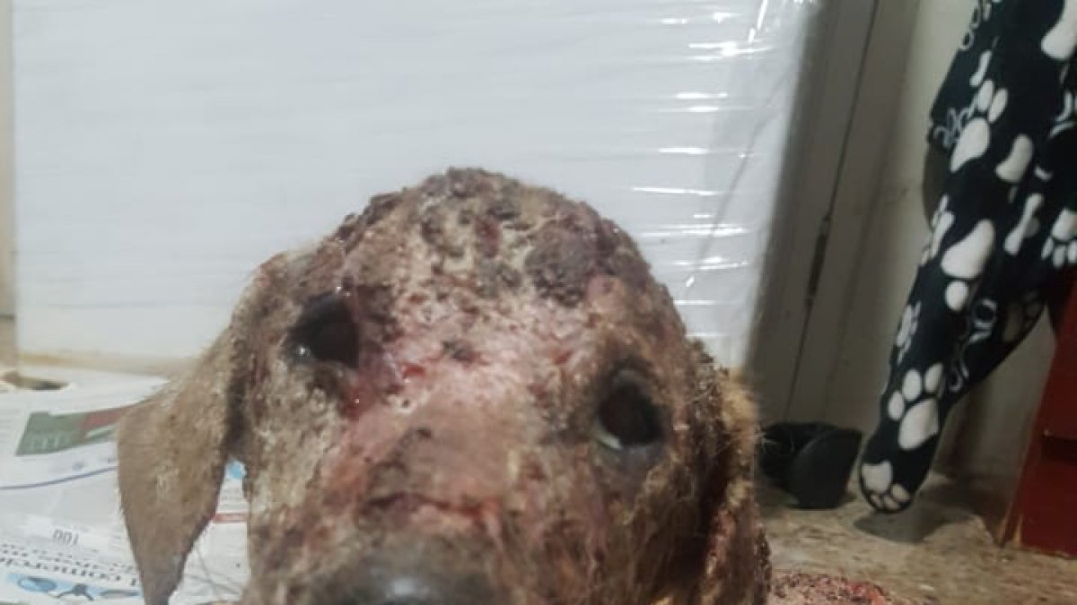 El cachorro de mirada triste fue rescatado en el sector de Mucho Lote. Su piel carecía de pelaje. Estaba en llaga viva.