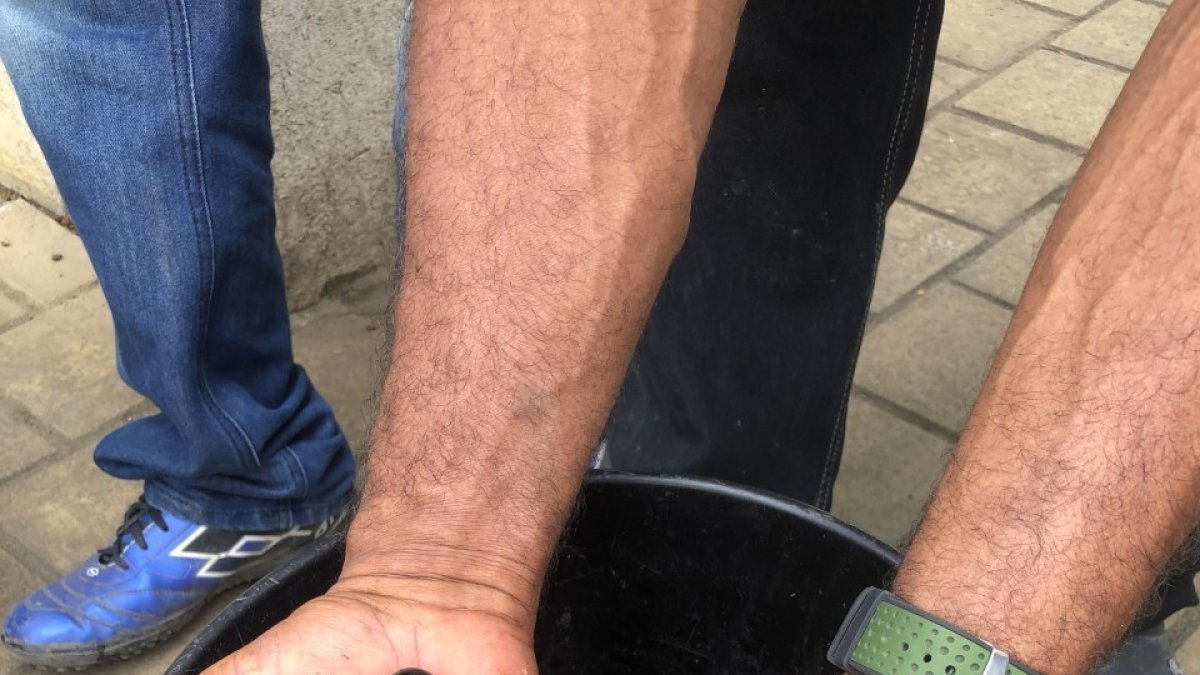  Fruta. Antes de su preparación, las pepas son lavadas y seleccionadas..