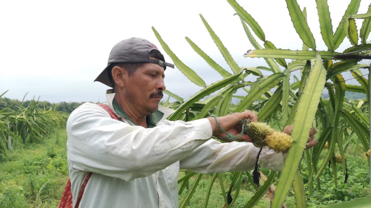 Durante la cosecha se usa mucha mano de obra, en la retirada de espinas y recolección.