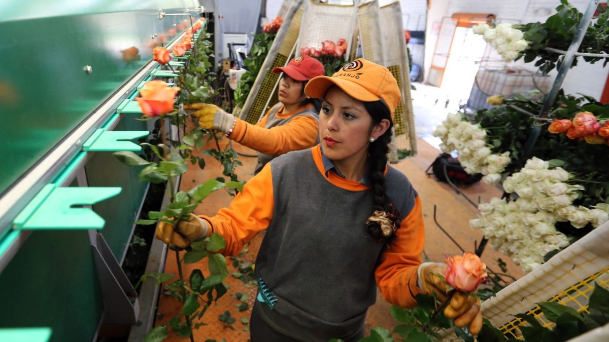 Las cancelaciones de pedidos debido al coronavirus han puesto en jaque al sector florícola ecuatoriano.