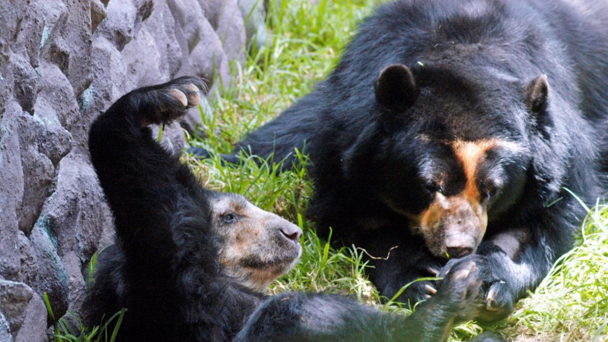 En el Zoológico de Guayllabamba hay especialmente especies propias del continente.