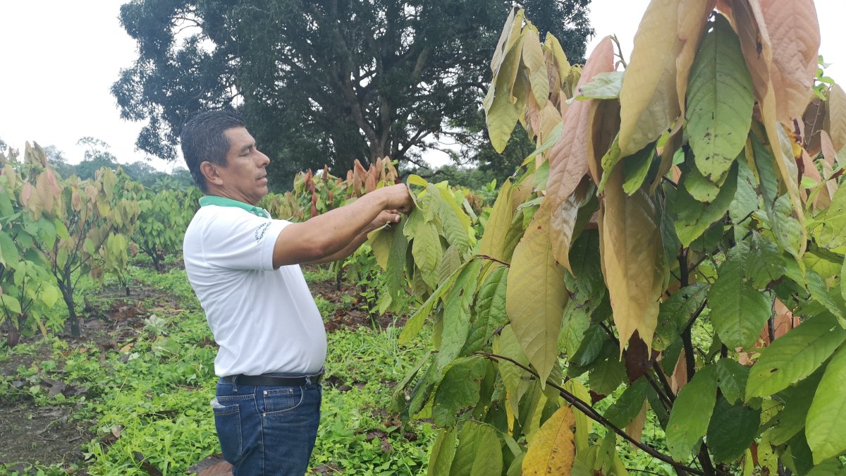 El cacao demanda mucha mano de obra.