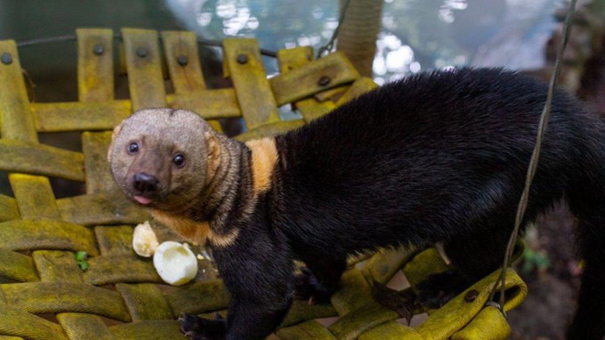 Tras la declaratoria de emergencia sanitaria en Ecuador, el Zoológico de Quito cerró sus instalaciones. Buscan apoyo para el cuidado de sus especies.