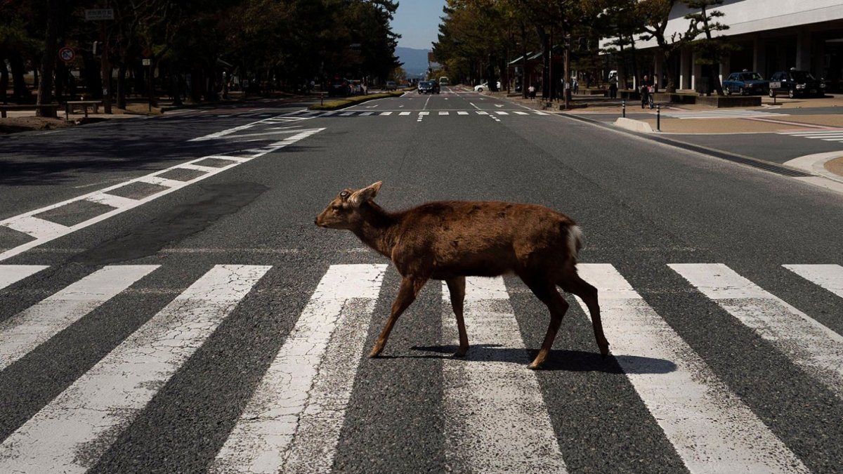Los animales silvestres se sienten como en casa durante la cuarentena.