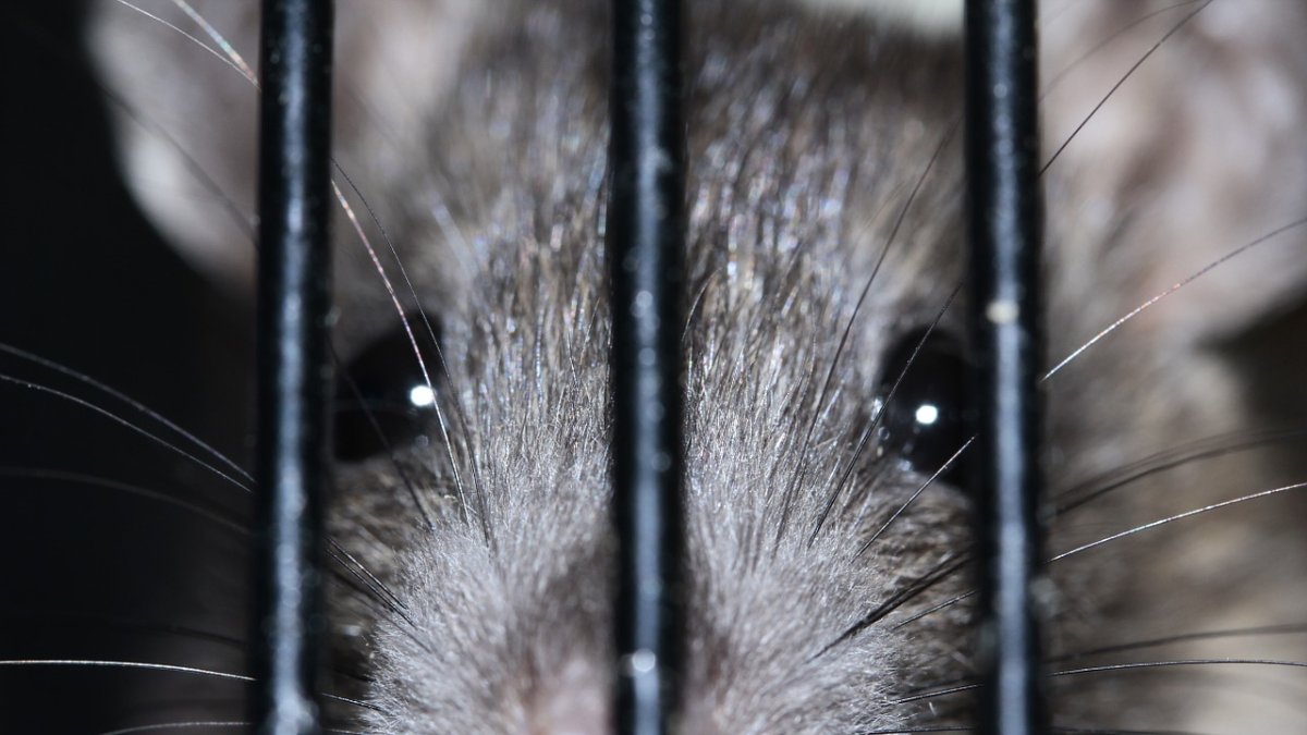 Los roedores son las agentes transmisores del hantavirus.